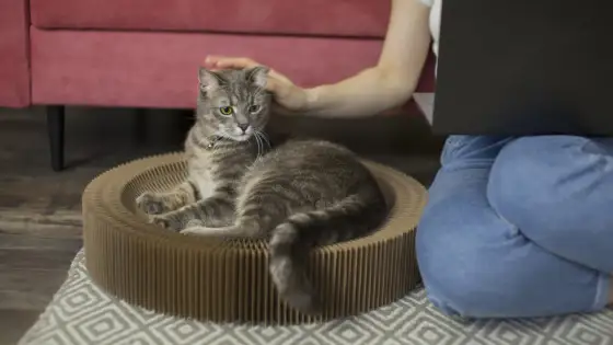 Garde de chat - La meilleure solution pour votre félin ?