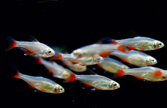 Poisson d'eau froide - Les meilleures espèces pour votre bassin