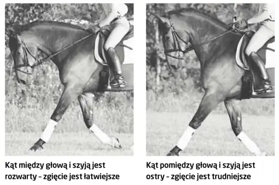 Wspięcie konia - co oznacza i jak reagować?