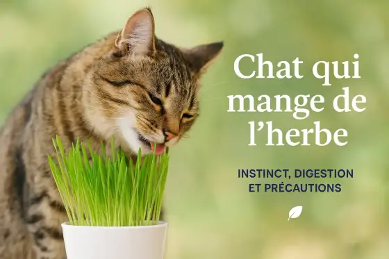Mon chat mange de l'herbe - Normal ou inquiétant ?