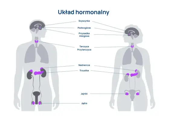Układ hormonalny - Jak działa? Objawy zaburzeń i wsparcie.