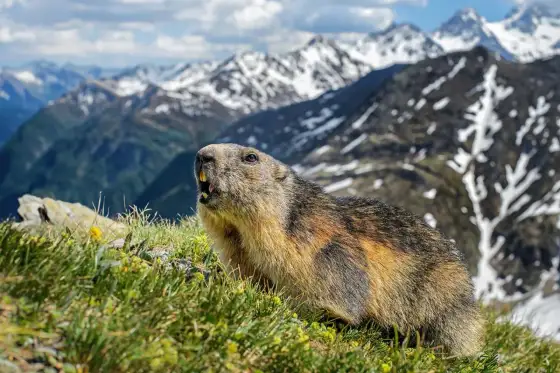 Marmotte - Zo tem je de Alpenklassieker