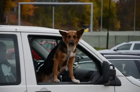 Filet voiture chien - comment le choisir et l'installer