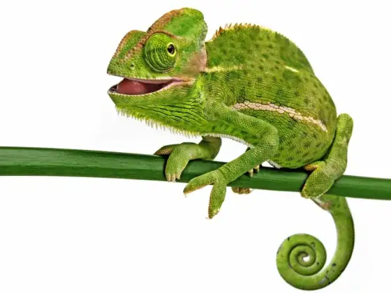 Aplikacja Kameleon - Czy naprawdę oszczędzasz? Sprawdź!