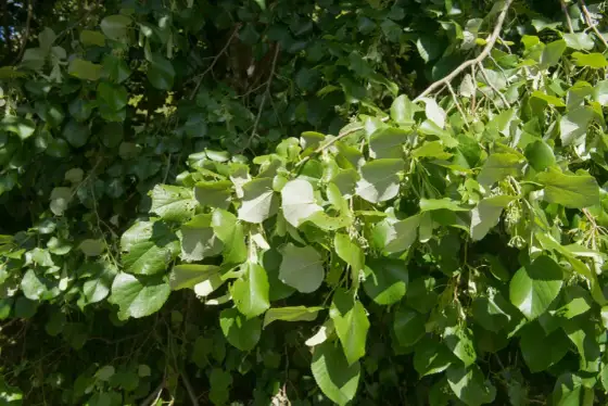 Tiglio in giardino - Guida completa per sceglierlo e curarlo