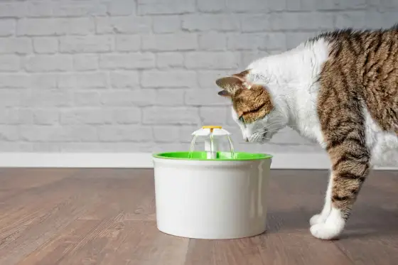 Fontanella per gatti - Conviene? Guida alla scelta