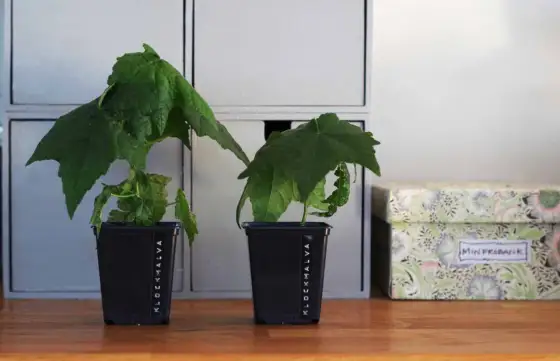 Klockmalva sticklingar - Rota enkelt & undvik misstag!