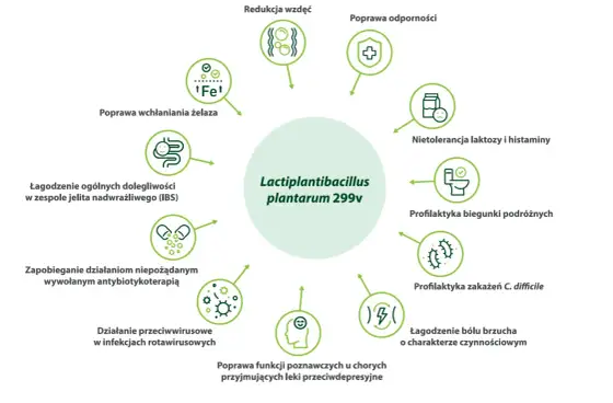 Lactiplantibacillus plantarum - jak wybrać dobry probiotyk?
