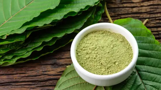 Kratom w Polsce - Czy jest legalny? Poznaj prawo i realne ryzyko