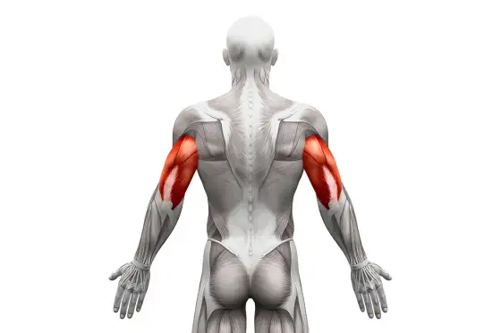 Triceps - Anatomia, Funkcje i Trening. Co musisz wiedzieć?