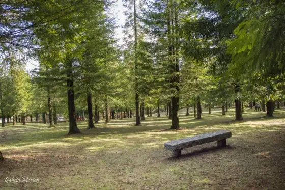 Bosque de secuoyas de Poio - cuándo ir y cómo aprovecharlo