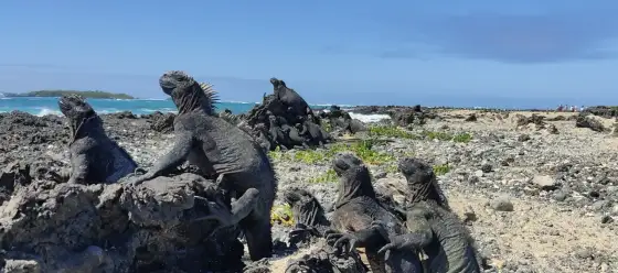Galapagos - cena wycieczki? Uniknij pułapek i ukrytych kosztów!