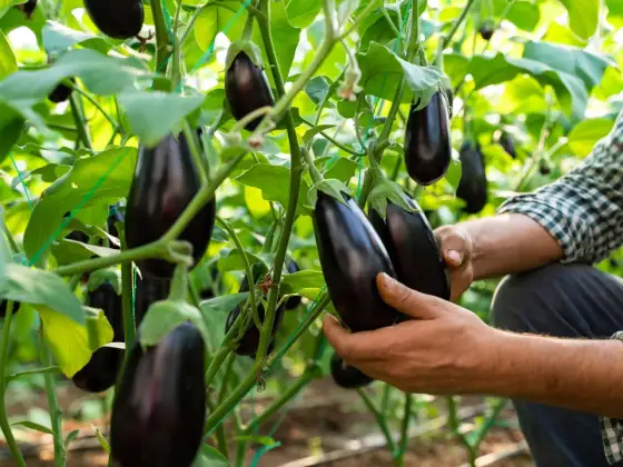 Aubergine pflanzen - So gelingt die Ernte im eigenen Garten