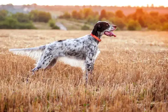 English Setter - Dein Guide zu Charakter, Pflege & Haltung