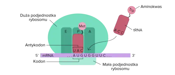 Translacja - biologia vs. geometria. Rozwiąż zagadkę!