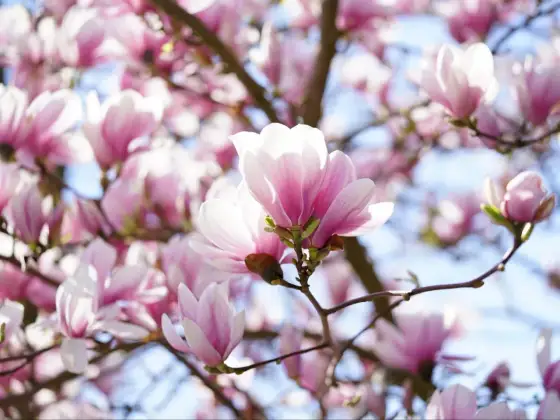 Czego nie lubi magnolia? Unikaj tych błędów, by pięknie kwitła!