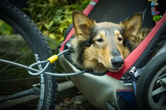 Remorque pour chien - comment choisir le bon modèle ?