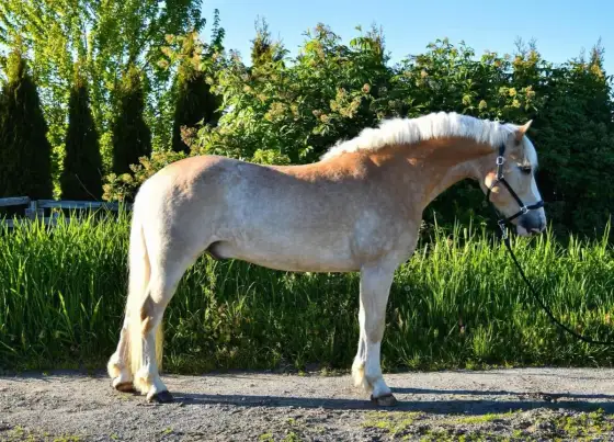 Haflinger - jaki ma wzrost i dlaczego centymetry nie wystarczą