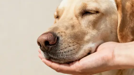 ¿Por qué mi perro tiene la trufa seca? Cuándo preocuparse
