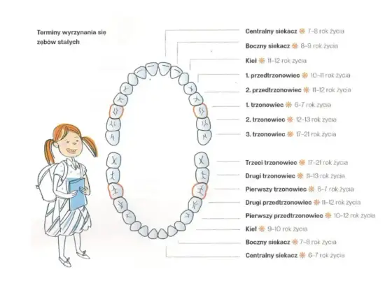 Zęby kłowe - rola, wyrzynanie i problemy. Co warto wiedzieć?
