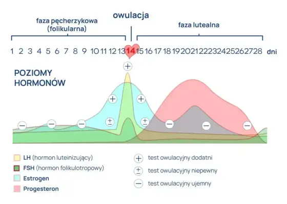 Cyclogest z progesteronem - jak działa i kiedy uważać?