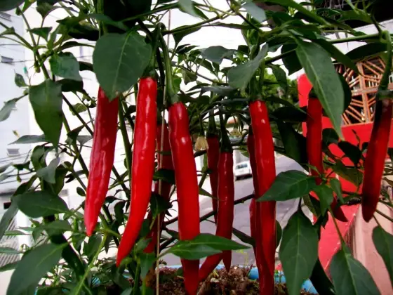 Chili cayenne long slim - så odlar du den bäst