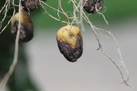 Vos pommes de terre sont attaquées ? Diagnostic et solutions