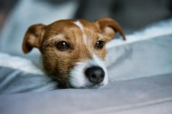 Chiot seul la journée - combien de temps peut-il rester sans stress ?