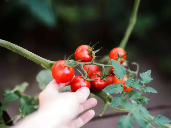 Tomaten ernten - So erkennst du Reife & sicherst Aroma!