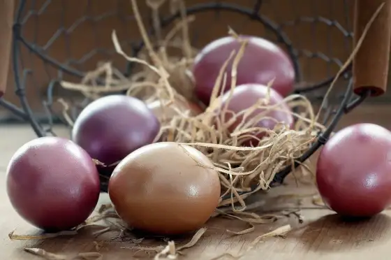 Poule Marans - Obtenez des œufs uniques et réussissez votre élevage