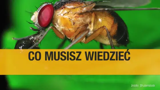 Jak pozbyć się muszek owocówek - Dlaczego wracają i jak je usunąć?