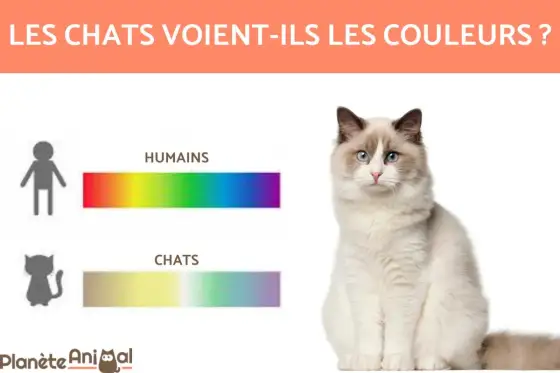 Vision du chat - Voit-il les couleurs comme nous ?