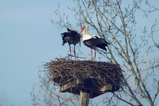 Jak zbudować gniazdo dla bociana? Poradnik krok po kroku