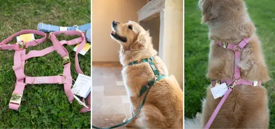 Harnais pour chien - choisir la bonne taille sans se tromper