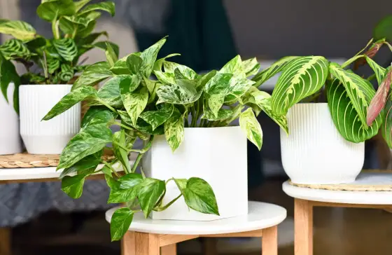 Plante d'intérieur et d'extérieur - Le guide pour bien choisir