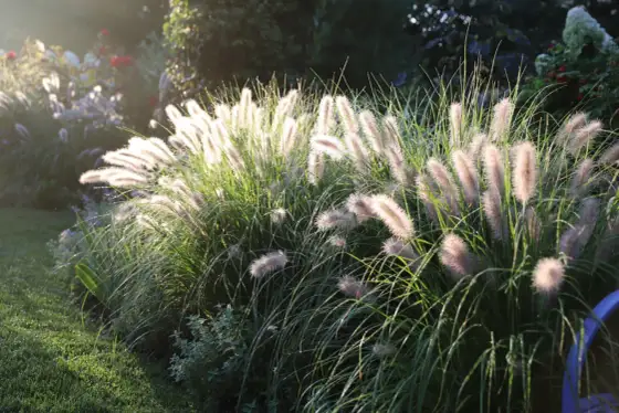 Rozplenica japońska - Kiedy sadzić, by pięknie rosła?