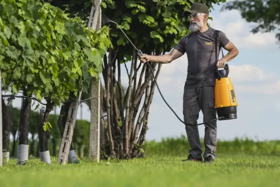 Pesco: trattamenti efficaci contro bolla e monilia. Scopri come!