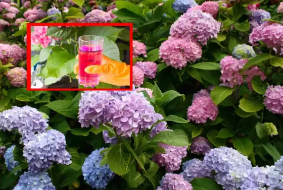 Kiedy nawozić hortensje i rododendrony - Harmonogram i częste błędy