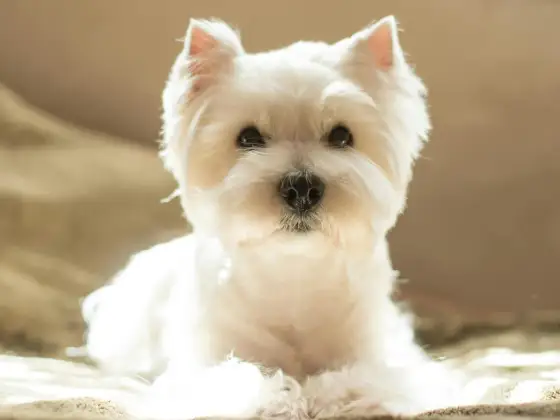 Westie - Le guide complet pour tout savoir sur ce terrier