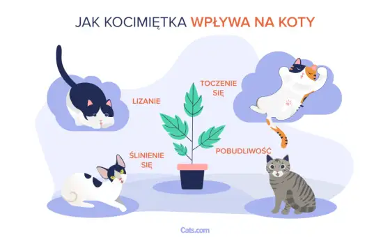 Kocimiętka dla kota - Jak działa i jak jej bezpiecznie używać?
