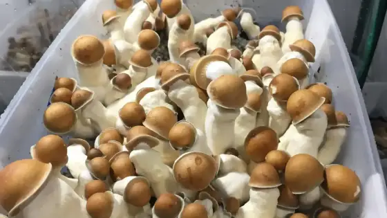 Penis Envy (PE) - Prawda o mocy, wyglądzie i prawie w Polsce
