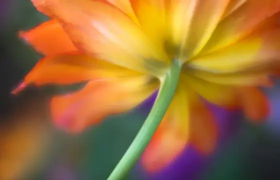 How to Photograph Flowers: 5 Tips for Stunning Shots