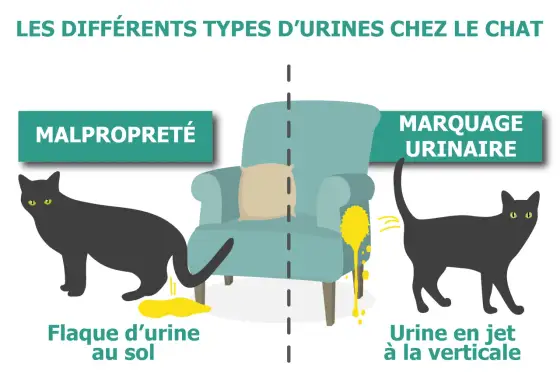 Sang sur le sol chez le chat - comment savoir d'où il vient ?