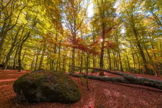 Monte Cimino - Guida all'escursione perfetta nella faggeta