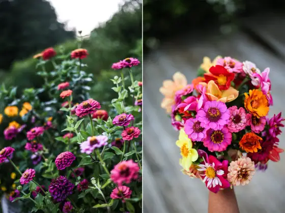 Zinnia i kruka - Så lyckas du med frodig blomning varje år