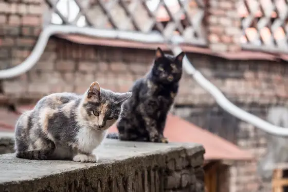 Czarny kot dachowiec - Charakter, pielęgnacja, adopcja