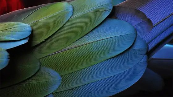 Focus stacking - Jak uzyskać idealną ostrość?
