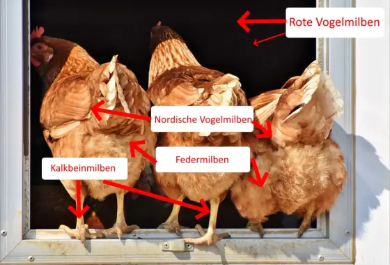 Rote Vogelmilbe im Hühnerstall erkennen und bekämpfen