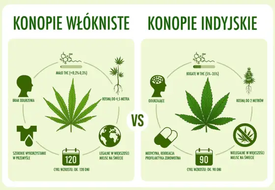 Żywica z konopi - Czym różni się od marihuany? Poznaj fakty i ryzyko