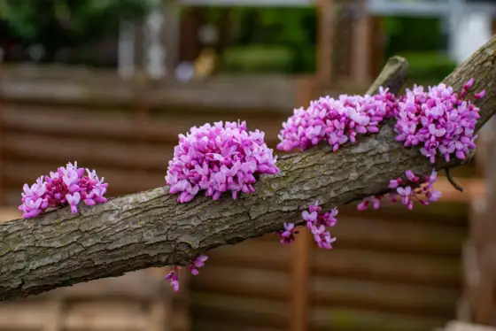Judaszowiec - po ilu latach kwitnie? Sekrety obfitych kwiatów